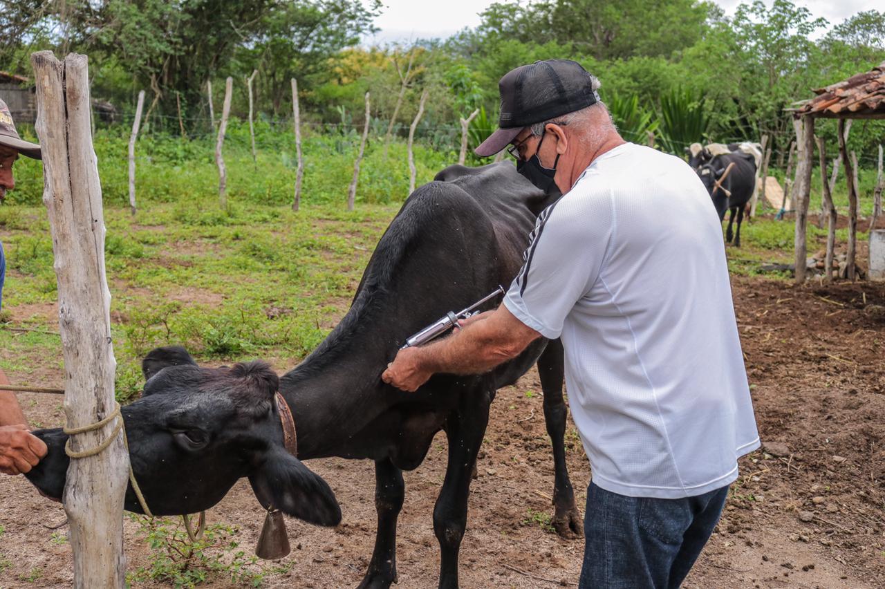 Vacinação contra febre aftosa é prorrogada em Caruaru