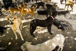 Caruaru instala câmeras de vigilância contra o abandono animal