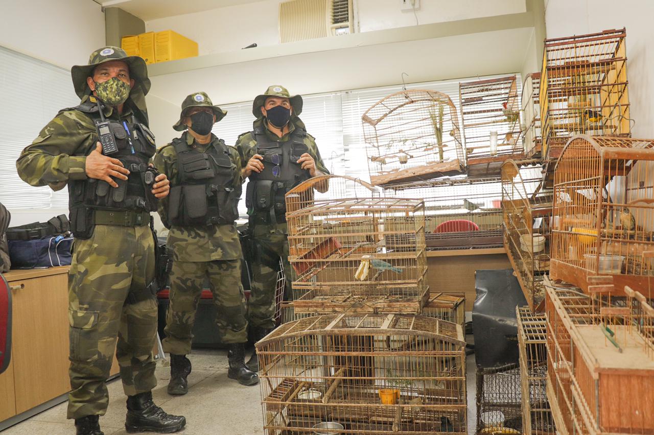 Guarda Ambiental do Cabo  resgata 17 pássaros silvestres