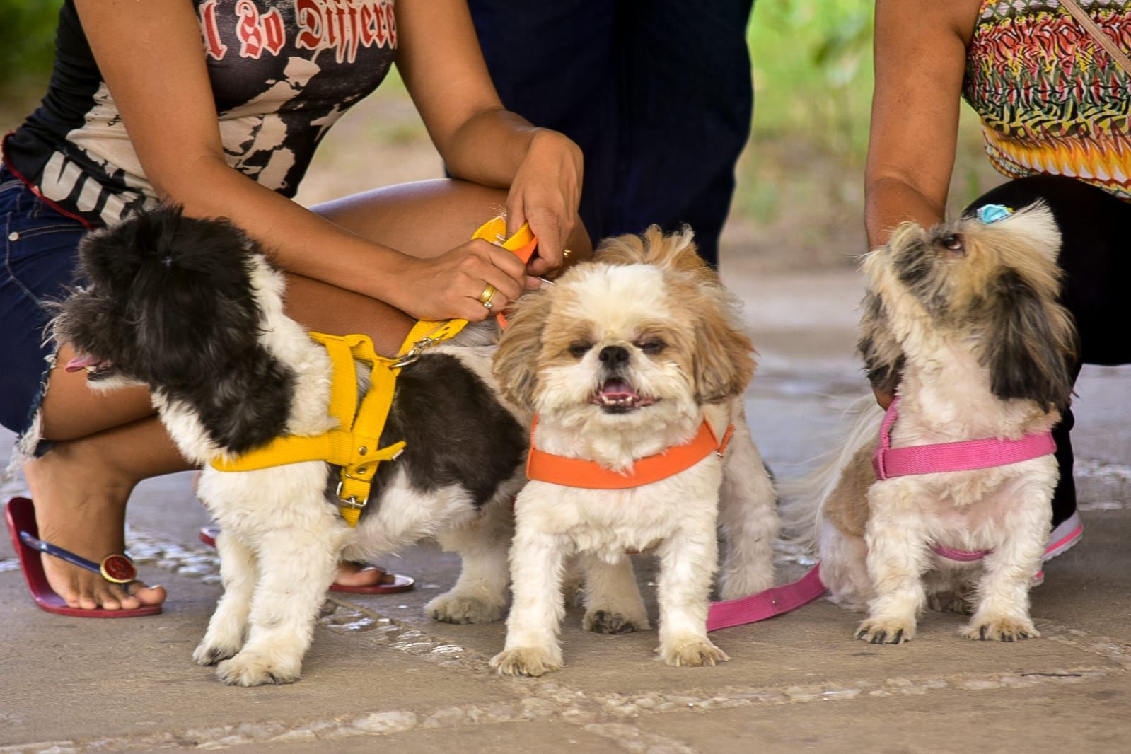 Mutirão de vacina antirrábica é realizado em Caruaru