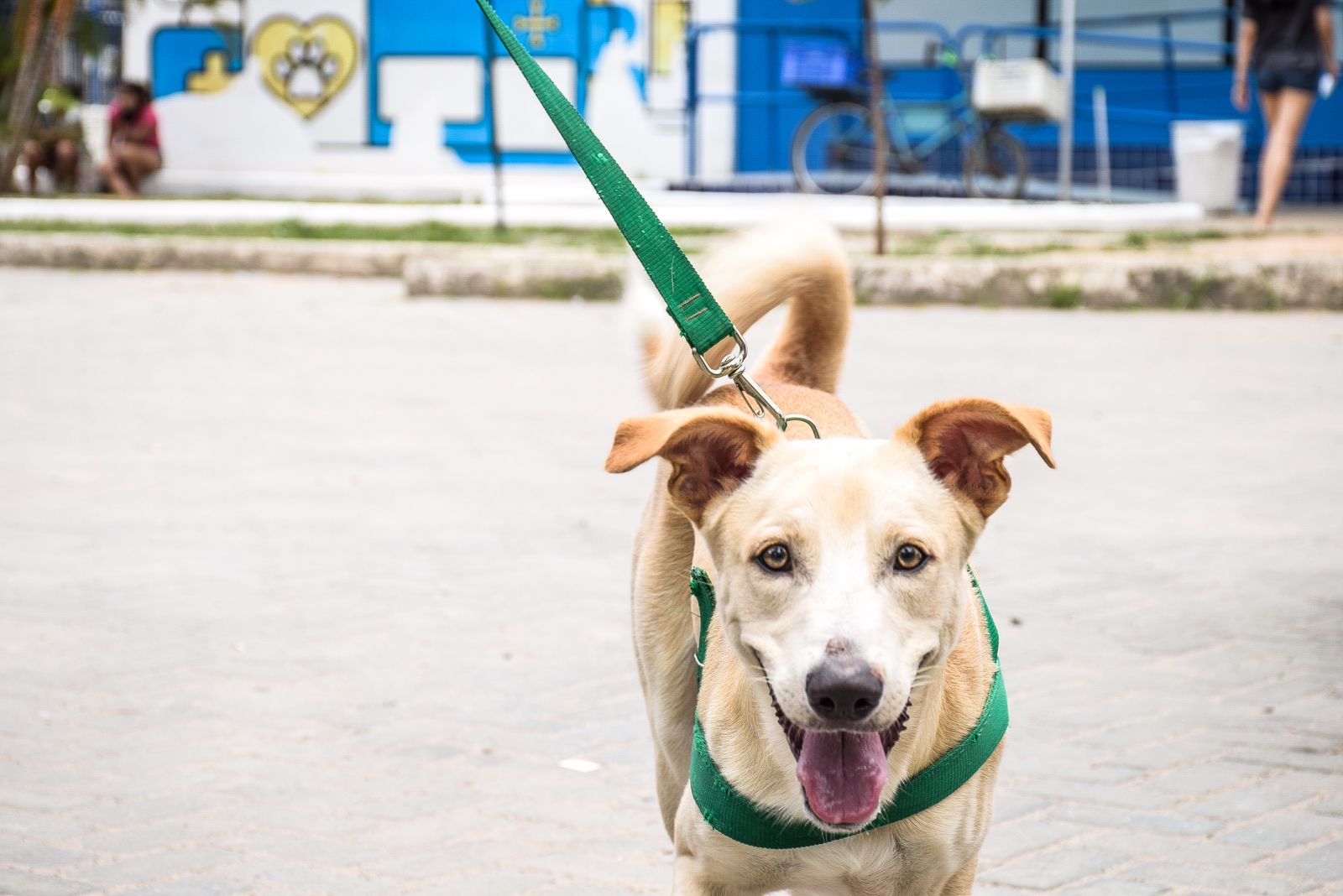Hospital Veterinário do Recife oferece 8 vagas para estágio remunerado