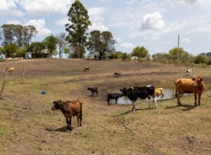Pernambuco decreta situação de emergência em 75 municípios afetados pela estiagem