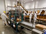 Pernambuco registra maior queda do desemprego no Nordeste, aponta IBGE